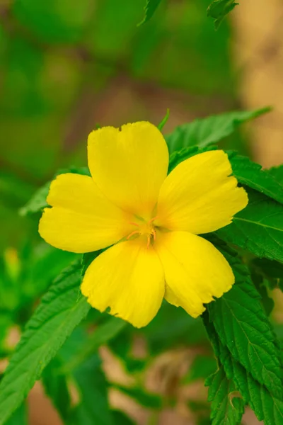 Schöne Gelbe Damiana Blüten — Stockfoto