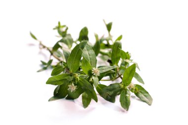 Sanskritçe 'de sahte papatya, Karisalankanni ya da Bhringraj olarak bilinen Eclipta prostrata, ayurvedic veya bitkisel ilaç olarak saç dökülmesi için kullanılır..