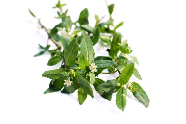 Sanskritçe 'de sahte papatya, Karisalankanni ya da Bhringraj olarak bilinen Eclipta prostrata, ayurvedic veya bitkisel ilaç olarak saç dökülmesi için kullanılır..