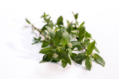 Sanskritçe 'de sahte papatya, Karisalankanni ya da Bhringraj olarak bilinen Eclipta prostrata, ayurvedic veya bitkisel ilaç olarak saç dökülmesi için kullanılır..