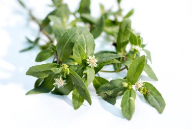 Sanskritçe 'de sahte papatya, Karisalankanni ya da Bhringraj olarak bilinen Eclipta prostrata, ayurvedic veya bitkisel ilaç olarak saç dökülmesi için kullanılır..