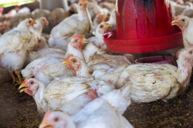 Tavuk çiftliği resmi. Et ve yumurta için tavuk çiftliği.