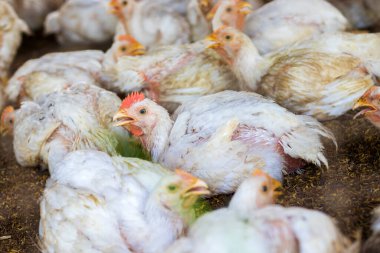 Tavuk çiftliği resmi. Et ve yumurta için tavuk çiftliği.