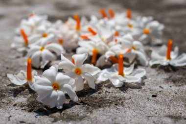 Gece çiçekli yasemin süslemesi