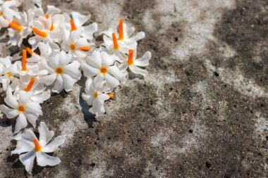 Gece çiçekli yasemin süslemesi