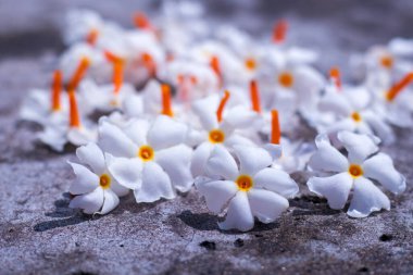 Gece çiçekli yasemin süslemesi