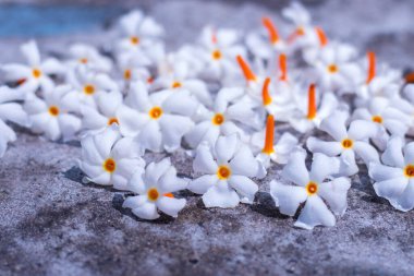 Gece çiçekli yasemin süslemesi