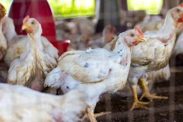 Tavuk çiftliği resmi. Et ve yumurta için tavuk çiftliği.