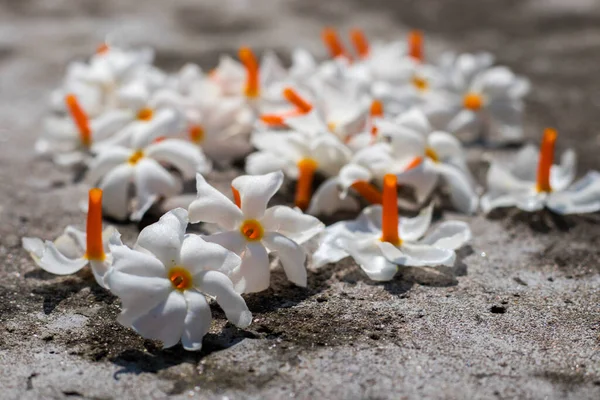 Gece çiçekli yasemin süslemesi