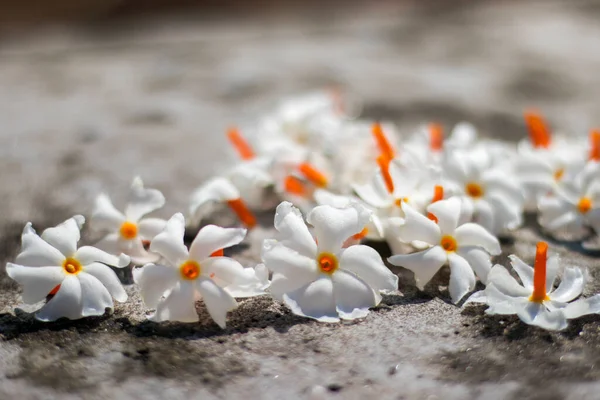 Gece çiçekli yasemin süslemesi