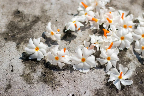 Gece çiçekli yasemin süslemesi