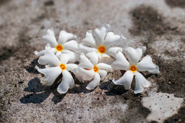 Gece çiçekli yasemin süslemesi