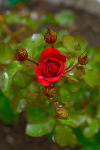 玫瑰花蕾一种玫瑰植物的雨后效应 它有一对芽 — 图库照片