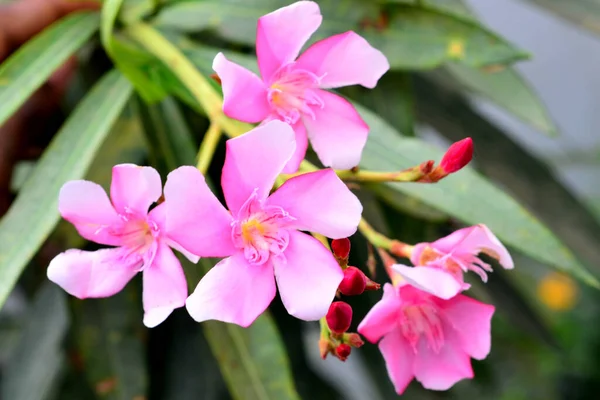 Een Bunch Van Bloomed Arali Bloemen Een Kleine Stengel Een — Stockfoto