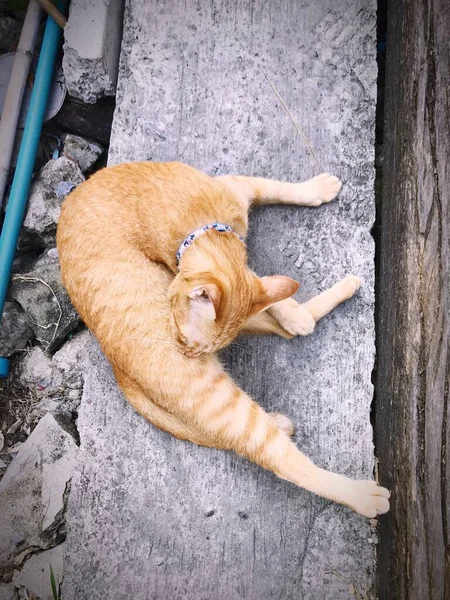 Turuncu kedi yavrusu kürkü temizliyor. Çimentolu geçitte