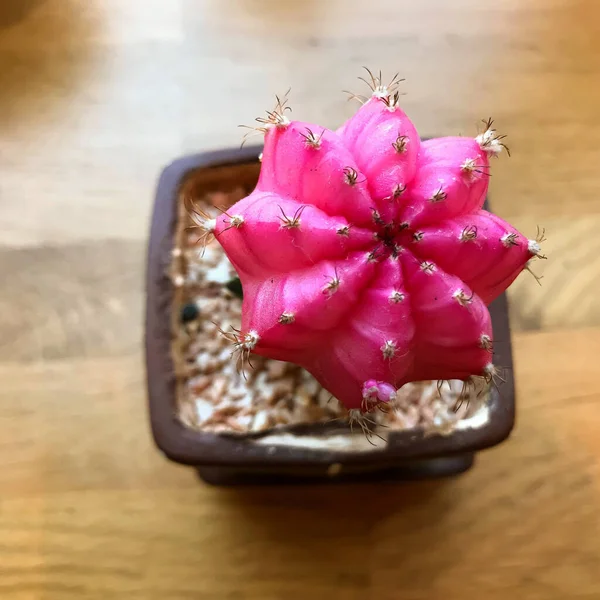 Tenceredeki küçük pembe kaktüsler.