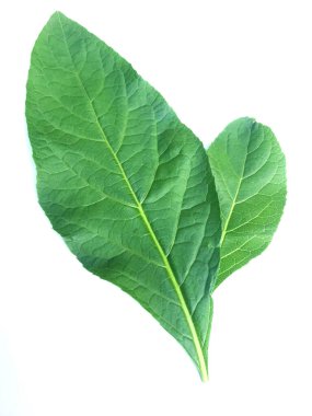 beyaz arkaplanda yeşil yapraklar