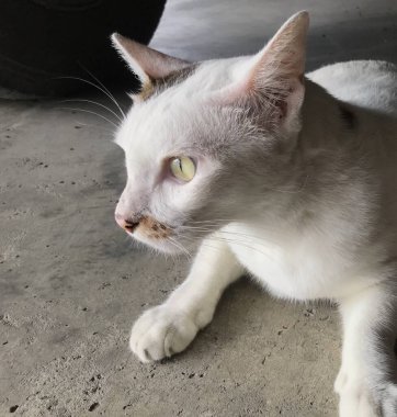 Yerde yatan beyaz bir erkek kedi.