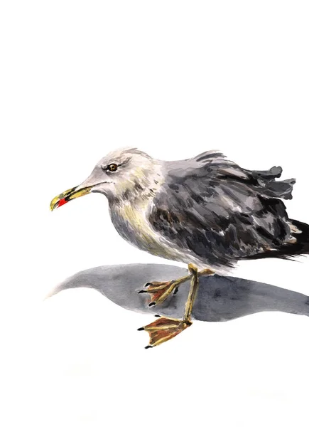 Illustrazione Acquerello Uccello Gabbiano Piedi Sui Suoi Piedi Con Ombra — Foto Stock