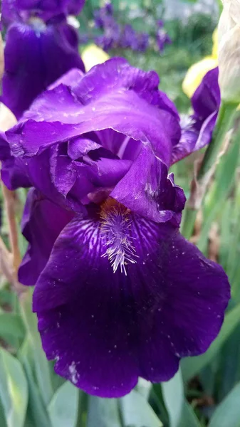 アイリスフラワーマクロ写真 緑の庭の背景に美しく明るい紫色の花を閉じます 晴れた日 — ストック写真