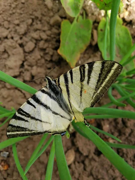 Прекрасний Метелик Зеленому Стеблі Крупним Планом Смугастий Кавалер Метелик Iphiclides — стокове фото