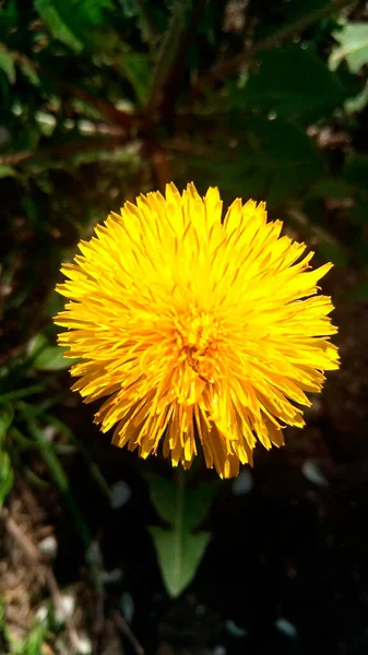 Bloeiende Paardebloem Gele Bloem Van Dichtbij Opduiken Het Gras Het — Stockfoto