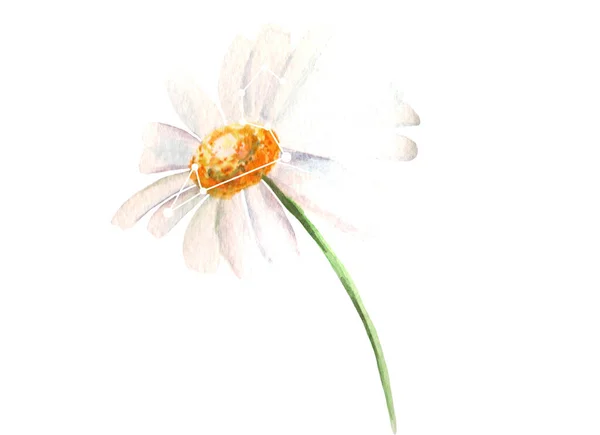 Нежный Цветок Ромашки Лио Зодиакальным Знаком Нем Выделен Белом Романтическая — стоковое фото