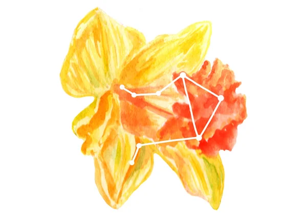 Watercolor Ilustração Amarela Brilhante Flor Narciso Com Signo Zodíaco Libra — Fotografia de Stock