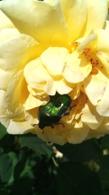 Parlak yay yeşil metalik parlak beatle sarı gül böceği. Bahçedeki çiçek çalılığı. Duvar kağıdı için güneşli bir makro yaz fotoğrafı. Çiçek çalılıklarında böcek olan güzel doğa manzarası