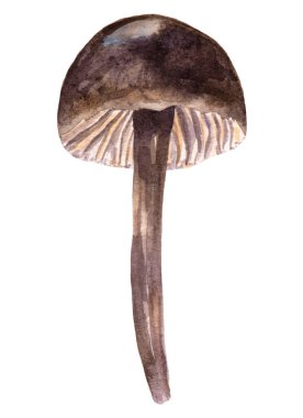 Sonbahar dekorasyonu için tek elle kara orman mantarı çizdim. Suluboya çizimi beyaz arkaplanda izole edildi. Tebrik kartları, posterler, çıkartmalar ve mevsimlik tasarımlar için bir unsur. Merhaba sonbahar dekorasyonu.