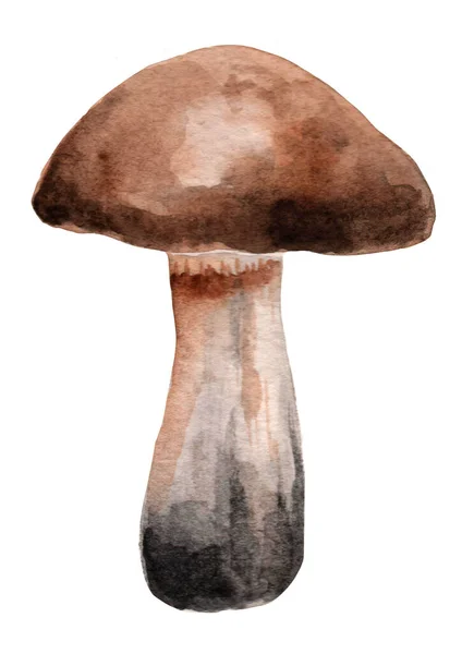 Fungo Foresta Marrone Disegnato Mano Decorazione Autunnale Illustrazione Acquerello Isolata — Foto Stock