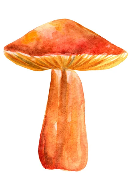 Single Hand Drawn Big Orange Forest Mushroom Autumn Decoration Watercolor — Stock Photo, Image