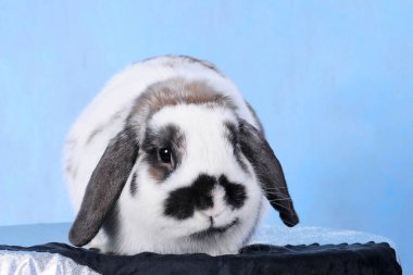 Üzücü ve güzel, sarkık kulaklı tüylü tavşan stüdyoda.