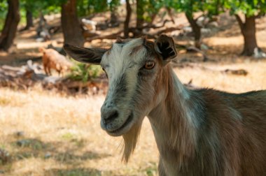 Evcil bir keçinin kafası yaz ormanına bakar.