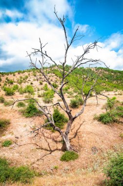 Vahşi doğada kurumuş yalnız bir ağaç.
