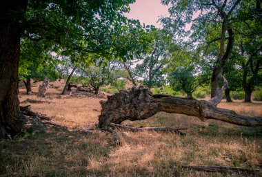 Ağaç kökleriyle ormana devrildi.
