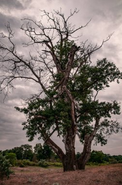 Issız bir yerde, bulutlar ve bulutlarla kaplı kasvetli bir gökyüzüne karşı kurak bir kavak ağacı.