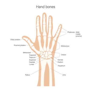 Etiketli avuç içi kemiği anatomisi. İç yapının el bilimsel çizimi. Vektör illüstrasyonu