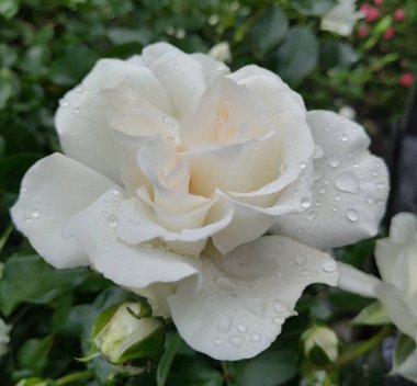 Çimenlerin üzerinde beyaz çiçek 1