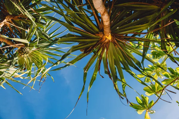 Foto Hermosas Palmeras Fondo Del Cielo —  Fotos de Stock