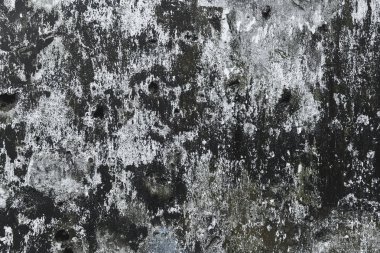  Moss doğal doku kayalar, siyah ve beyaz arka plan üzerinde