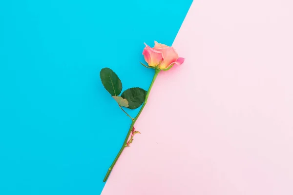 Blauer Und Rosafarbener Hintergrund Mit Rosenblüten Kunstkomposition Flach Lag Ansicht — Stockfoto