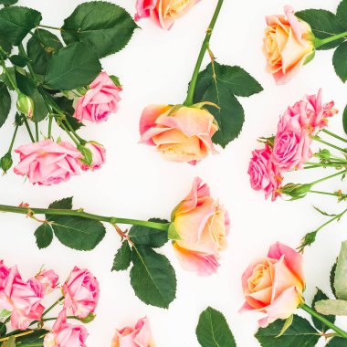 Beyaz arka plan üzerinde üstten görünüm pembe gül. Düz yatıyordu