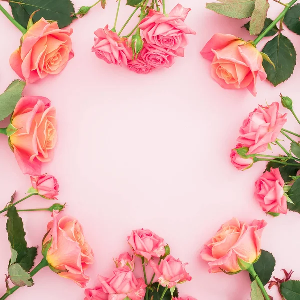 Çerçeve Çiçek Pembe Gül Pembe Bir Arka Plan Üzerinde Bir — Stok fotoğraf