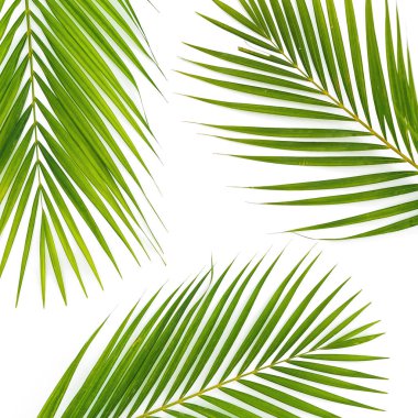 Palmiye desen beyaz zemin üzerine bırakır. Düz yatıyordu, en iyi görünüm. Flora arka plan.