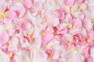 Pastel pembe gül yaprakları yığın görünümü Kapat