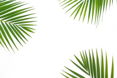Tropikal palmiye yaprakları beyaz arka plan üzerinde boşluk bileşimi kopyalayın. Düz yatıyordu, en iyi görünümü.