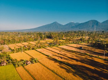 Pirinç tarlaları ve Bali Adası dağlarda havadan görünümü