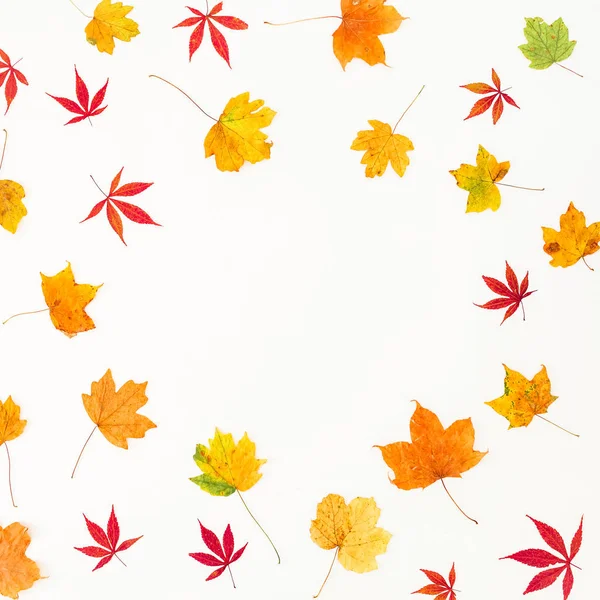 Composición Otoñal Las Hojas Secas Otoño Sobre Fondo Blanco Asiento — Foto de Stock