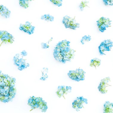 Ortanca çiçekleri beyaz arka plan üzerinde. Düz yatıyordu, en iyi görünüm. Çiçek arka plan